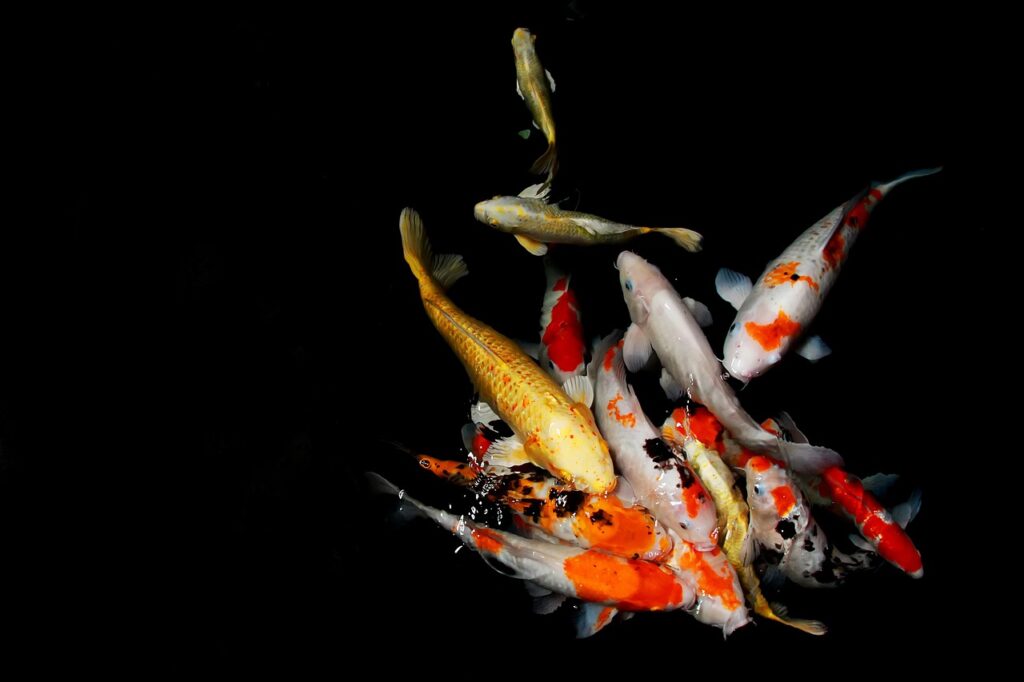 japan, fish, koi, asian, water, animal, oriental, pond, symbol, swim, aquatic, underwater, japan, nature, japan, fish, fish, fish, fish, fish, koi-4521847.jpg