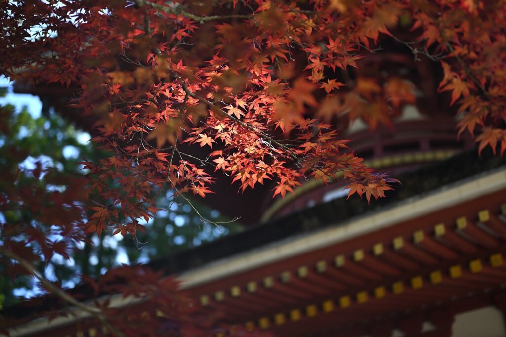 koyasan, japan, temple, world heritage site, autumnal leaves, maple, autumn, japan, japan, japan, japan, temple, temple, temple, temple, temple, autumn, autumn-6584637.jpg